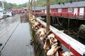 Drying of stockfish on Lofoten islands in Norway Royalty Free Stock Photo