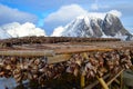 Drying of stockfish on Lofoten islands, Norway Royalty Free Stock Photo