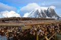 Drying of stockfish on Lofoten islands, Norway Royalty Free Stock Photo