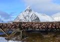 Drying of stockfish on Lofoten islands, Norway Royalty Free Stock Photo