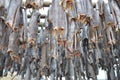 Drying of stockfish on Lofoten islands, Norway Royalty Free Stock Photo