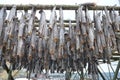 Drying of stockfish on Lofoten islands, Norway Royalty Free Stock Photo