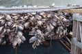 Drying stockfish, Lofoten, Norway Royalty Free Stock Photo