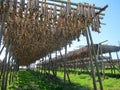 Drying stockfish