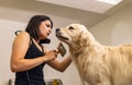 Drying and styling a golden retriever