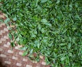 Drying tea leaves in the bamboo basket Royalty Free Stock Photo