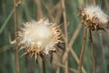 Dried up Thistle