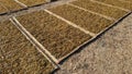 Drying tobacco in the field Royalty Free Stock Photo