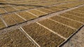 Drying tobacco in the field Royalty Free Stock Photo