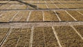 Drying tobacco in the field Royalty Free Stock Photo