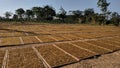 Drying tobacco in the field Royalty Free Stock Photo