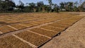 Drying tobacco in the field Royalty Free Stock Photo