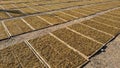 Drying tobacco in the field Royalty Free Stock Photo