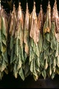 Drying tobacco leaves Royalty Free Stock Photo