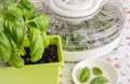 Drying using electrical dehydrator machine for drying food and herbs at home.