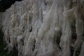 drying and ventilation process of freshly sheared sheep wool Royalty Free Stock Photo