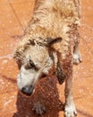 Drying wet brown dog Royalty Free Stock Photo