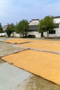 Drying wheat grains on the openair ground
