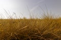 drying yellow grass illuminated by sunlight Royalty Free Stock Photo