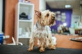 Drying Yorkshire terrier in a professional hairdresser