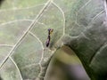 Dryinidae, solitary wasp on a leaf.