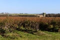 Dryland Blueberry bushes with bee hives for pollination