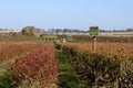 Dryland Blueberry bushes with bee hives for pollination