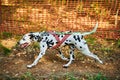 Dryland sled dog mushing race, fast Dalmatian sled dog pulling transport with dog musher