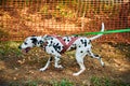 Dryland sled dog mushing race, fast Dalmatian sled dog pulling transport with dog musher