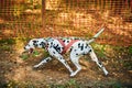 Dryland sled dog mushing race, fast Dalmatian sled dog pulling transport with dog musher