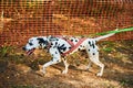 Dryland sled dog mushing race, fast Dalmatian sled dog pulling transport with dog musher