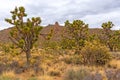 Dryland Vegetation in Front of Desert Rocks Royalty Free Stock Photo