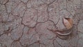 Dryleaf crack background textured soil Royalty Free Stock Photo