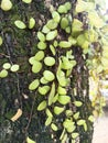 DRYMOGLOSSUM PILOSELLOIDES L. PRESL. climbing on tree