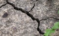 Dryness. Dry ground cracked because of pollution and global warming. Little green plant growing from dry soil