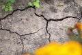 Dryness. Dry ground cracked because of pollution and global warming. Little green plant growing from dry soil