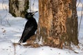 Dryocopus martius, Black Woodpecker Royalty Free Stock Photo