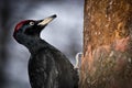 Dryocopus martius, Black Woodpecker Royalty Free Stock Photo