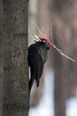 Dryocopus martius, Black Woodpecker Royalty Free Stock Photo