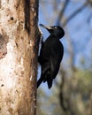 Dryocopus martius, Black Woodpecker Royalty Free Stock Photo