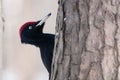 Dryocopus martius, Black Woodpecker