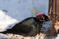 Dryocopus martius, Black Woodpecker