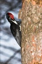 Dryocopus martius, Black Woodpecker