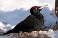 Dryocopus martius, Black Woodpecker Royalty Free Stock Photo