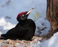 Dryocopus martius, Black Woodpecker Royalty Free Stock Photo