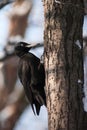 Dryocopus martius, Black Woodpecker