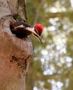 Pileated Woodpecker Looking Down From Cavity in Tree