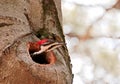 Pileated Woodpecker Peeking From Hole in Tree