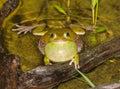 Dryophytes or hyla gratiosus, commonly known as the barking tree frog Royalty Free Stock Photo