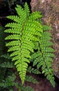 Fern, Dryopteridaceae, family of leptosporangiate ferns Royalty Free Stock Photo